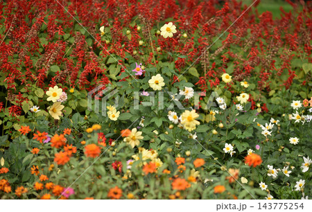 A vibrant close-up of a lush, colorful garden bed with a dense arrangement of flowering plants in various colors and textures 143775254