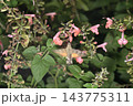 A dynamic scene featuring a hawkmoth in flight over vibrant pink flowers surrounded by lush green foliage 143775311