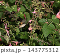 A dynamic scene featuring a hawkmoth in flight over vibrant pink flowers surrounded by lush green foliage 143775312