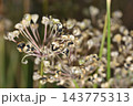 A detailed macro photograph showcasing a dense cluster of dried bulbous flowering plant seed pods arranged in a complex pattern 143775313