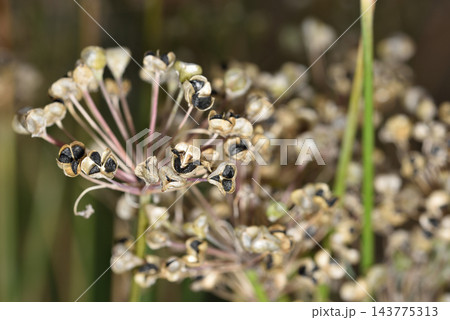 A detailed macro photograph showcasing a dense cluster of dried bulbous flowering plant seed pods arranged in a complex pattern A detailed macro photograph showcasing a dense cluster of dried bulbous flowering plant seed pods arranged in a complex pattern 143775313