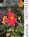 A vibrant garden scene featuring a cluster of blooming dahlias, with a large 143775314