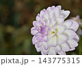 A beautifully detailed close-up of a fully bloomed Dahlia flower with subtle gradient petals and a softly blurred background 143775315