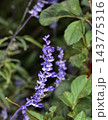A vibrant purple salvia flower in a close-up view against lush green foliage 143775316