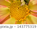 A closely focused macro shot of a Dahlia flower's central core with numerous small golden-yellow florets arranged in a perfect spiral pattern 143775319