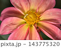 A close-up macro photograph featuring a vibrant dahlia with soft pink petals radiating from an intricate center 143775320