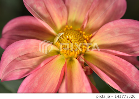 A close-up macro photograph featuring a vibrant dahlia with soft pink petals radiating from an intricate center A close-up macro photograph featuring a vibrant dahlia with soft pink petals radiating from an intricate center 143775320