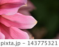 A delicate pink flower petal against a softly blurred dark green background 143775321