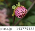 A delicate dahlia flower in full bloom against a softly blurred background 143775322