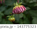 Two fully bloomed dahlia flowers in a natural setting, with an opening unopened bud positioned slightly to the side 143775323