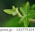 A close-up macro photograph featuring a delicate young vine plant with a developing leaf bud and mature leaves 143775324