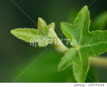 A close-up macro photograph featuring a delicate young vine plant with a developing leaf bud and mature leaves A close-up macro photograph featuring a delicate young vine plant with a developing leaf bud and mature leaves 143775324