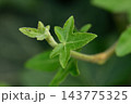 A close-up macro photograph showcasing vibrant green leaves with a central five-lobed leaf resembling a star or maple leaf 143775325