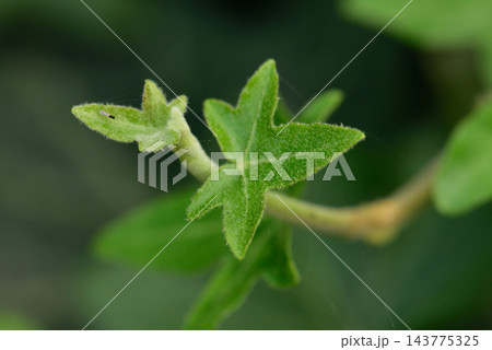 A close-up macro photograph showcasing vibrant green leaves with a central five-lobed leaf resembling a star or maple leaf 143775325