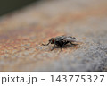 A close-up macro photograph featuring a dark, translucent fly resting on textured stone or concrete 143775327