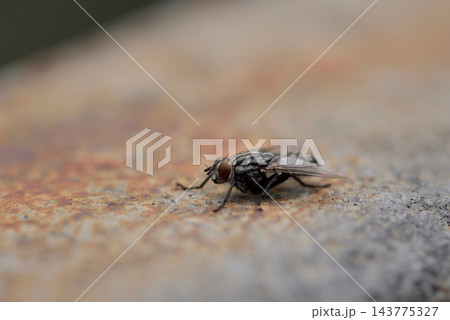 A close-up macro photograph featuring a dark, translucent fly resting on textured stone or concrete A close-up macro photograph featuring a dark, translucent fly resting on textured stone or concrete 143775327