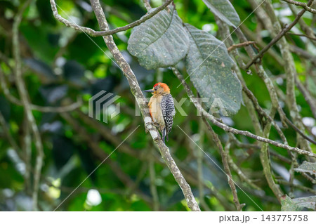 Red-crowned woodpecker clinging to a thin branch in the Colombian Coffee Region 143775758