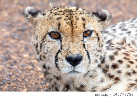 Close-up portrait of a cheetah with amber eyes and tear marks in Kruger National Park 143775759