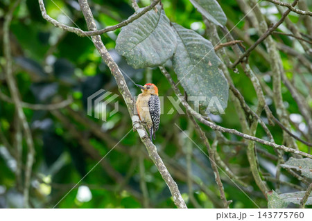 Red-crowned woodpecker on a tree branch in the Colombian Coffee Region 143775760