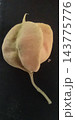 Balloon Vine seed pod found in Puerto Rico Balloon Vine seed pod found in Puerto Rico 143775776