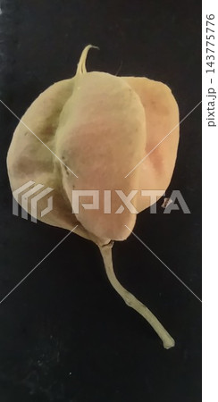 Balloon Vine seed pod found in Puerto Rico Balloon Vine seed pod found in Puerto Rico 143775776