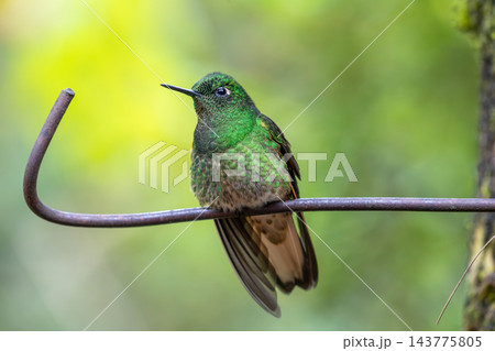 Green buff-tailed coronet hummingbird resting on a metal perch, Colombia Green buff-tailed coronet hummingbird resting on a metal perch, Colombia 143775805