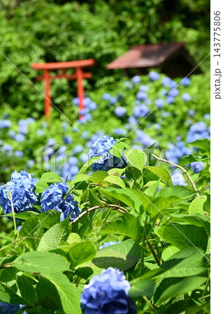 光照寺のアジサイと庭園の鳥居(新潟県三条市) 光照寺のアジサイと庭園の鳥居(新潟県三条市) 143775806