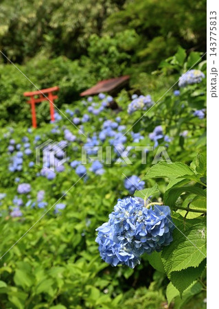 光照寺のアジサイと庭園の鳥居(新潟県三条市) 光照寺のアジサイと庭園の鳥居(新潟県三条市) 143775813