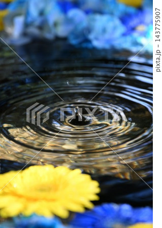 アジサイの花と水面の波紋を捉えた花手水（新潟県長岡市） 143775907