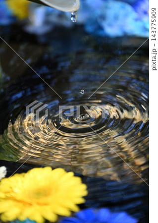 アジサイの花と水面の波紋を捉えた花手水（新潟県長岡市） 143775909