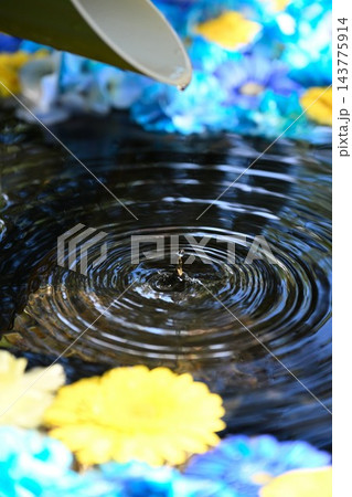 アジサイの花と水面の波紋を捉えた花手水（新潟県長岡市） 143775914