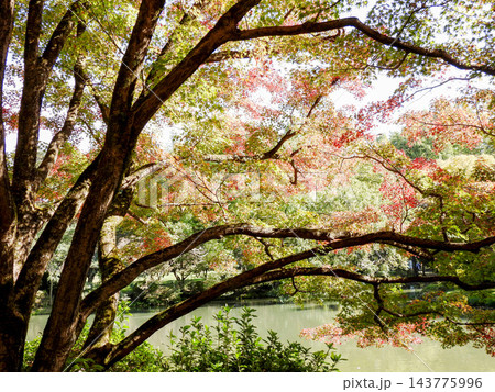 古木の力強い枝と色づく紅葉が静かな池の水面を彩る秋の日本庭園 143775996