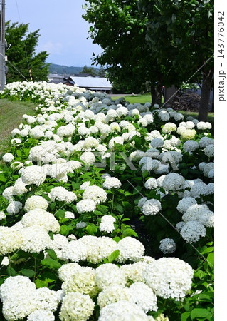 初夏に咲く白いアナベルの花々（新潟県見附市） 143776042