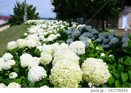 初夏に咲く白いアナベルの花々（新潟県見附市） 143776043