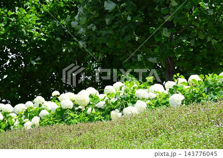 初夏に咲く白いアナベルの花々(新潟県見附市) 初夏に咲く白いアナベルの花々(新潟県見附市) 143776045