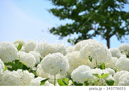 初夏に咲く白いアナベルの花々(新潟県見附市) 初夏に咲く白いアナベルの花々(新潟県見附市) 143776053
