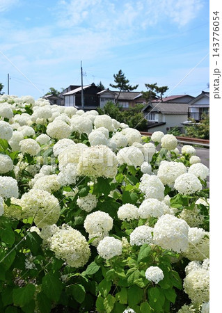 初夏に咲く白いアナベルの花々(新潟県見附市) 初夏に咲く白いアナベルの花々(新潟県見附市) 143776054