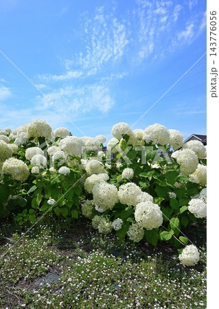 初夏に咲く白いアナベルの花々(新潟県見附市) 初夏に咲く白いアナベルの花々(新潟県見附市) 143776056