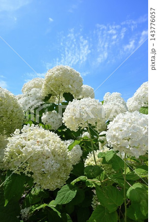 初夏に咲く白いアナベルの花々(新潟県見附市) 初夏に咲く白いアナベルの花々(新潟県見附市) 143776057