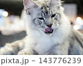 Fluffy Silver Maine Coon cat Licking Its Lips Indoors 143776239