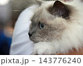 birmania Cat Portrait with Blue Eyes Close Up 143776240
