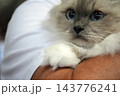 Fluffy birmania Kitten with Blue Eyes Resting on Shoulder 143776241
