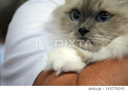 Fluffy birmania Kitten with Blue Eyes Resting on Shoulder 143776241