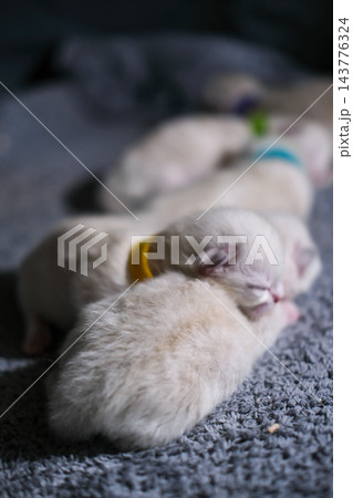 4 days old newborn Ragdoll kittens sleeping together and huddling for warmth 4 days old newborn Ragdoll kittens sleeping together and huddling for warmth 143776324