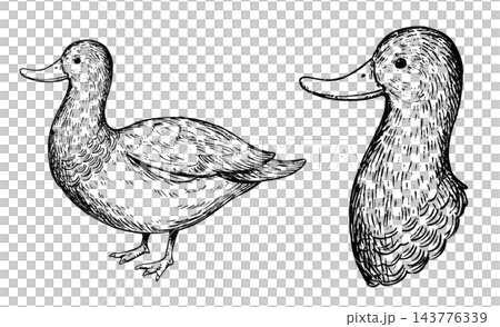 A set of cute, retro-style hand-drawn illustrations of mallard ducks (line art only). A set of cute, retro-style hand-drawn illustrations of mallard ducks (line art only). 143776339