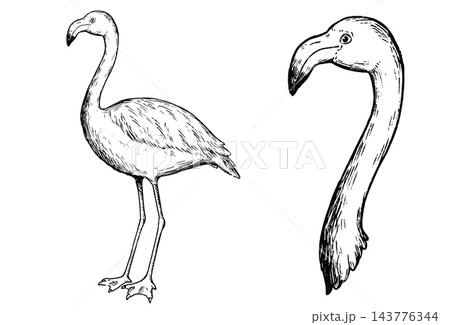 レトロで可愛いフラミンゴの手描きのイラストセット 線画のみ レトロで可愛いフラミンゴの手描きのイラストセット 線画のみ 143776344