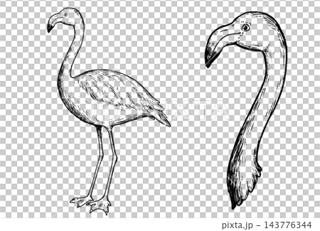レトロで可愛いフラミンゴの手描きのイラストセット 線画のみ レトロで可愛いフラミンゴの手描きのイラストセット 線画のみ 143776344