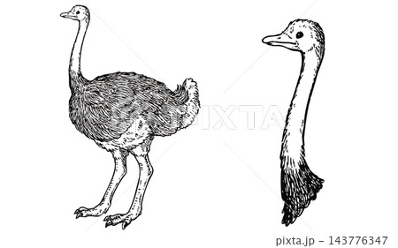 ビンテージ風の可愛いダチョウの手描きのイラストセット　線画のみ 143776347