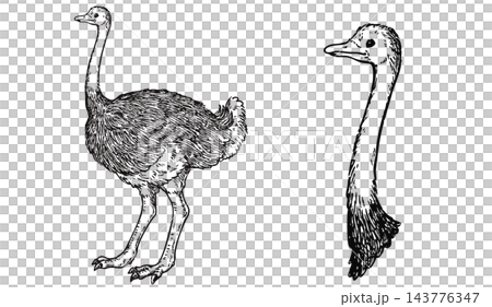 A set of cute, vintage-style hand-drawn ostrich illustrations (line art only). 143776347