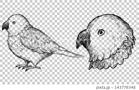 A set of cute, retro-style hand-drawn illustrations of parakeets (line art only). 143776348